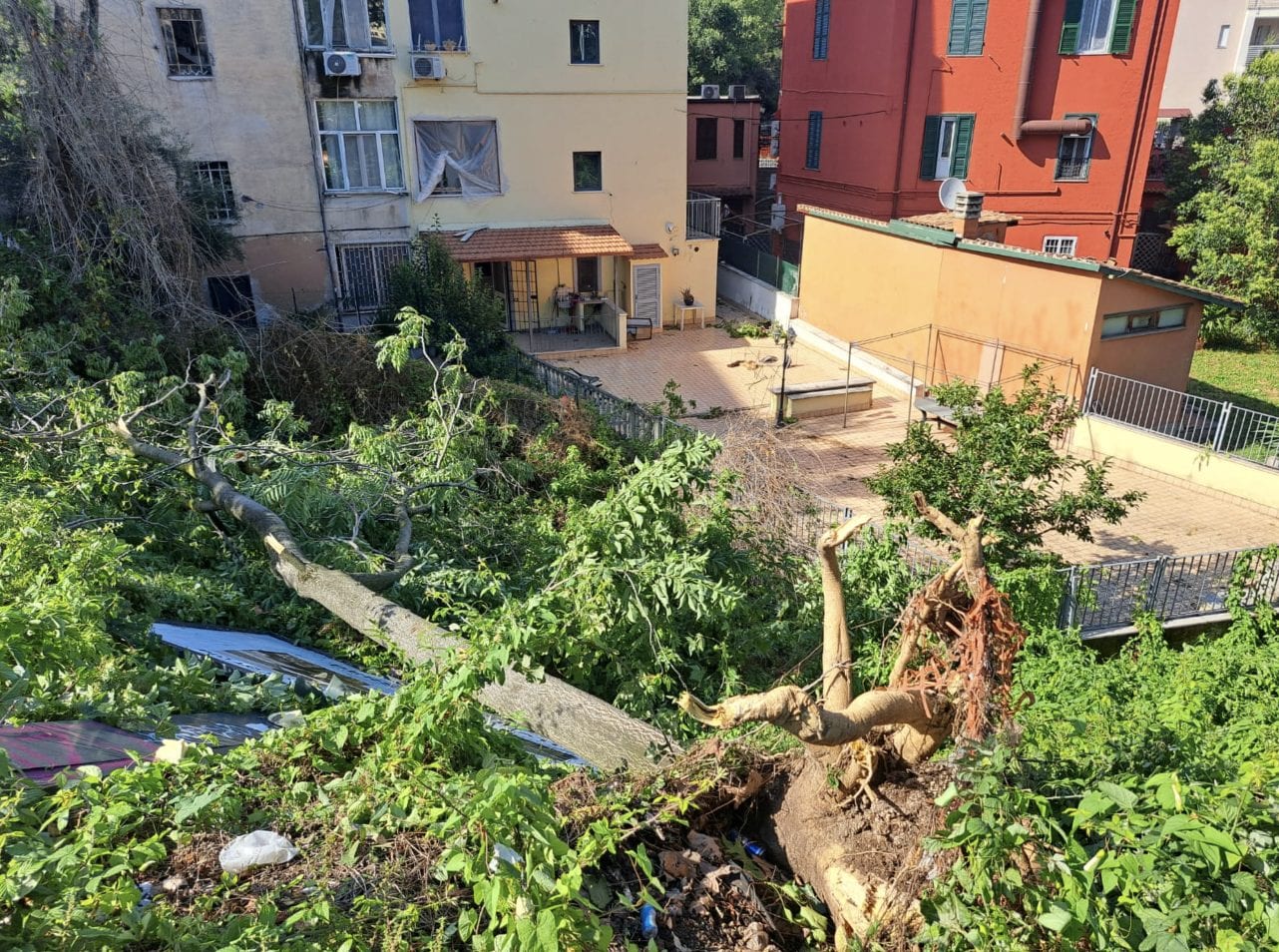 Un albero caduto