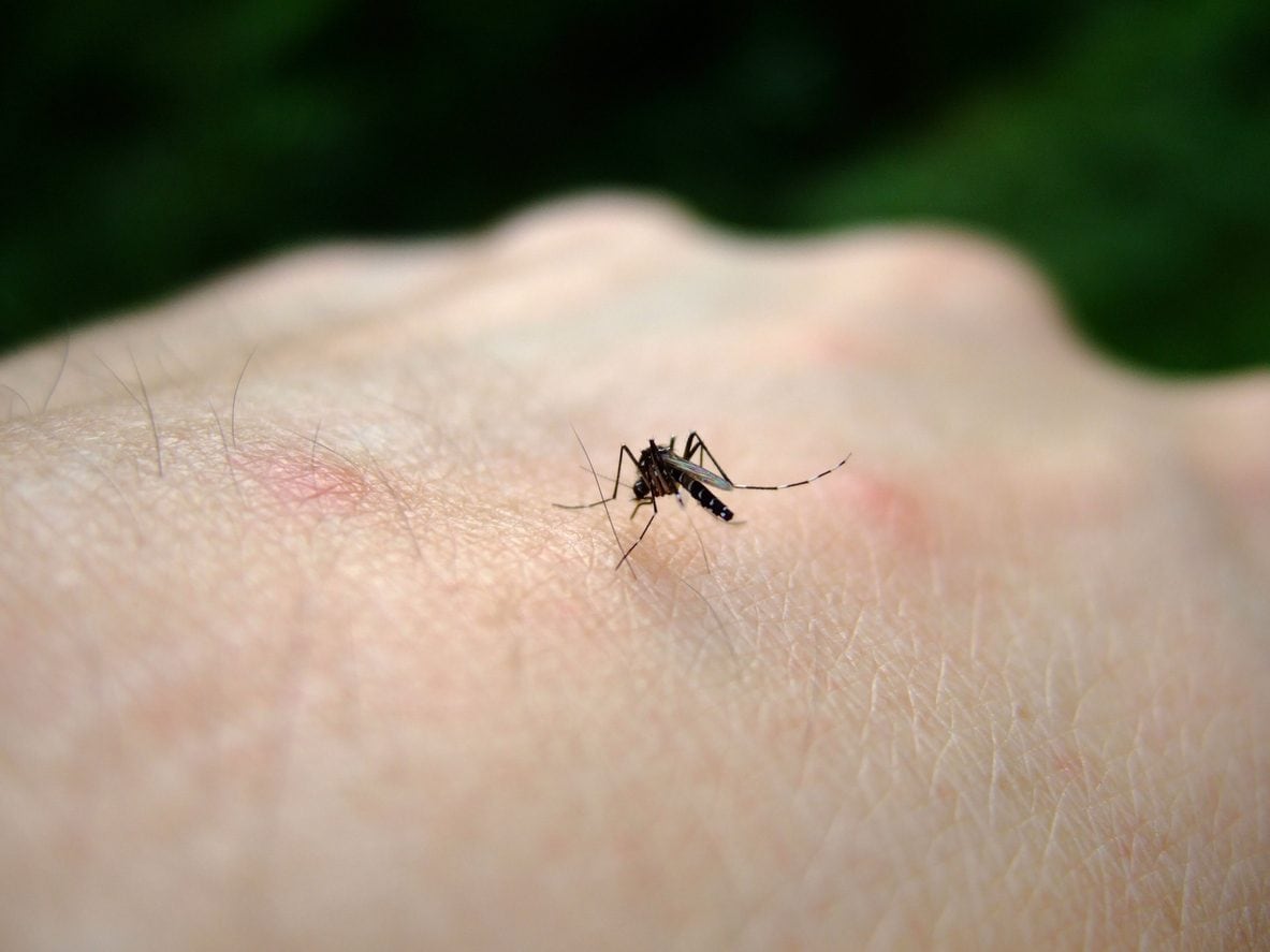 Il virus West Nile arriva a Roma: primi due casi in città, salgono a 13 nel Lazio