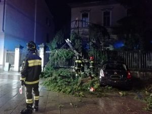 Un albero caduto ieri a Pavia