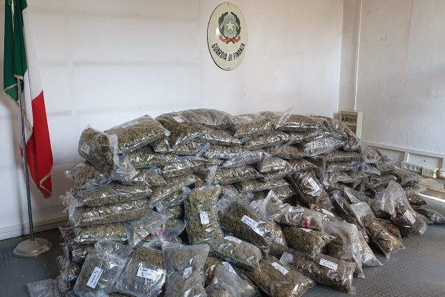 La marijuana sequestrata a Cantello (Fonte: Guardia di finanza)
