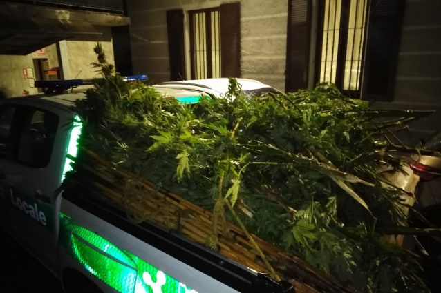 Le piante di marijuana sradicate dalla polizia locale (Fonte: Carabinieri)