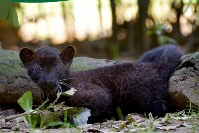 (La foto del cucciolo di pantera nera pubblicata dal Parco "Le Cornelle" – Scatto di Leonardo Delfini)