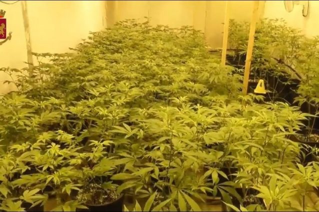 Un frame del video del sequestro del marijuana trovata (Fonte: Questura di Milano)