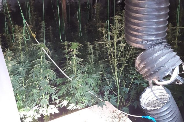 Le piante trovate nel campo (Fonte: Polizia)