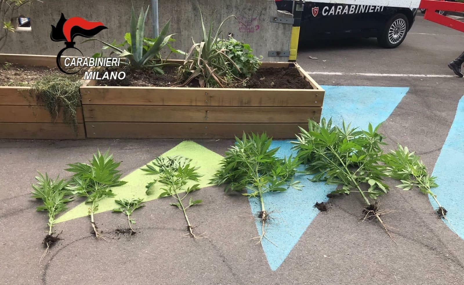 Le piante di marijuana sequestrate