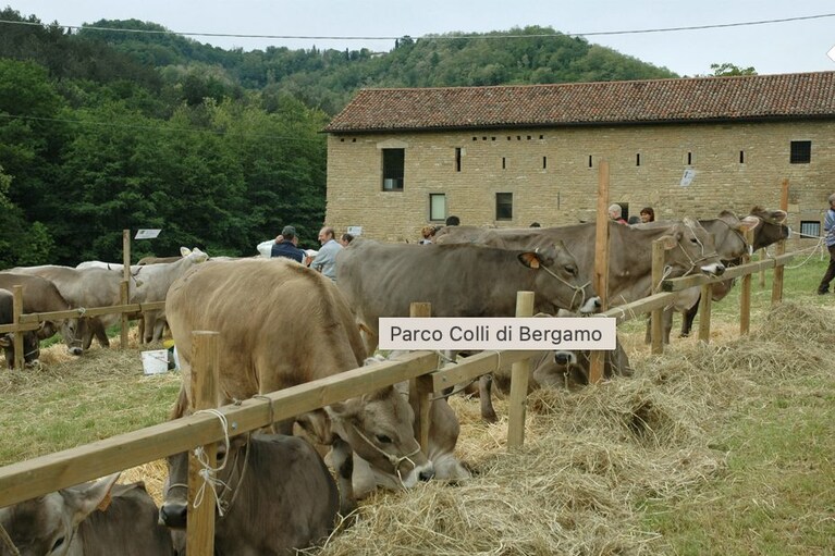 Immagine