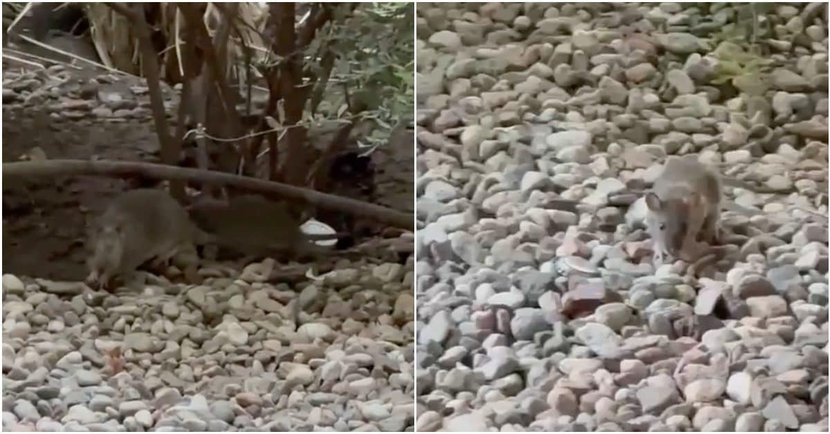 Milano è invasa dai topi: le zone più colpite