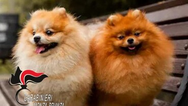 cani rubati da un'auto in sosta