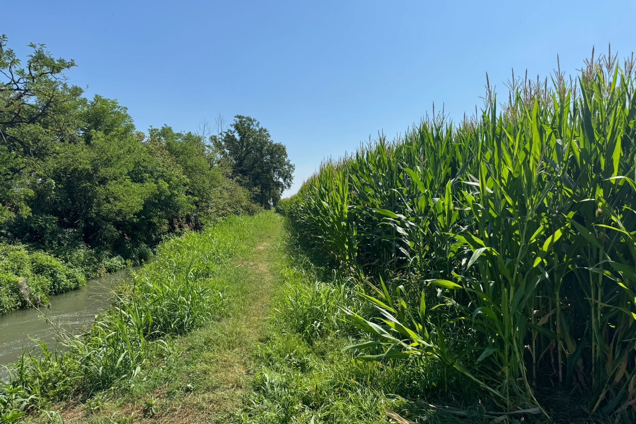 Il campo nel Lodigiano dove è stato ritrovato Mohamed Kaoukeb Raji (foto di Beatrice Barra)