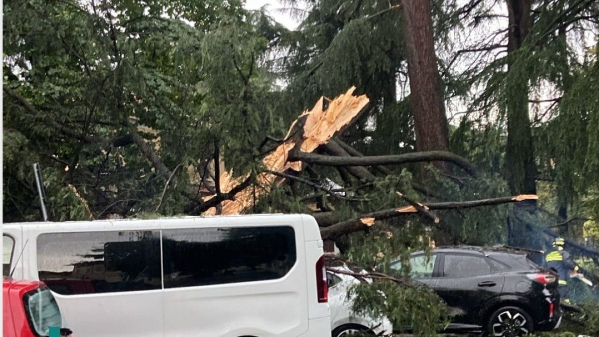 Il pino squarciato dal fulmine e caduto sulle auto parcheggiate (Fonte: Comune di Desio).