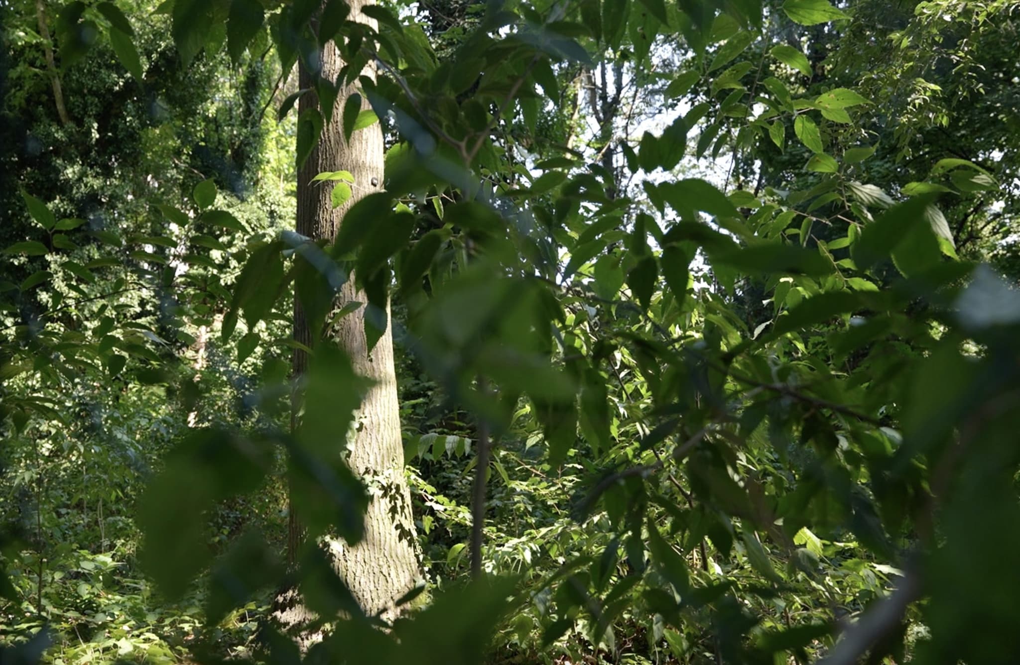 Uno squarcio del bosco di via Falck