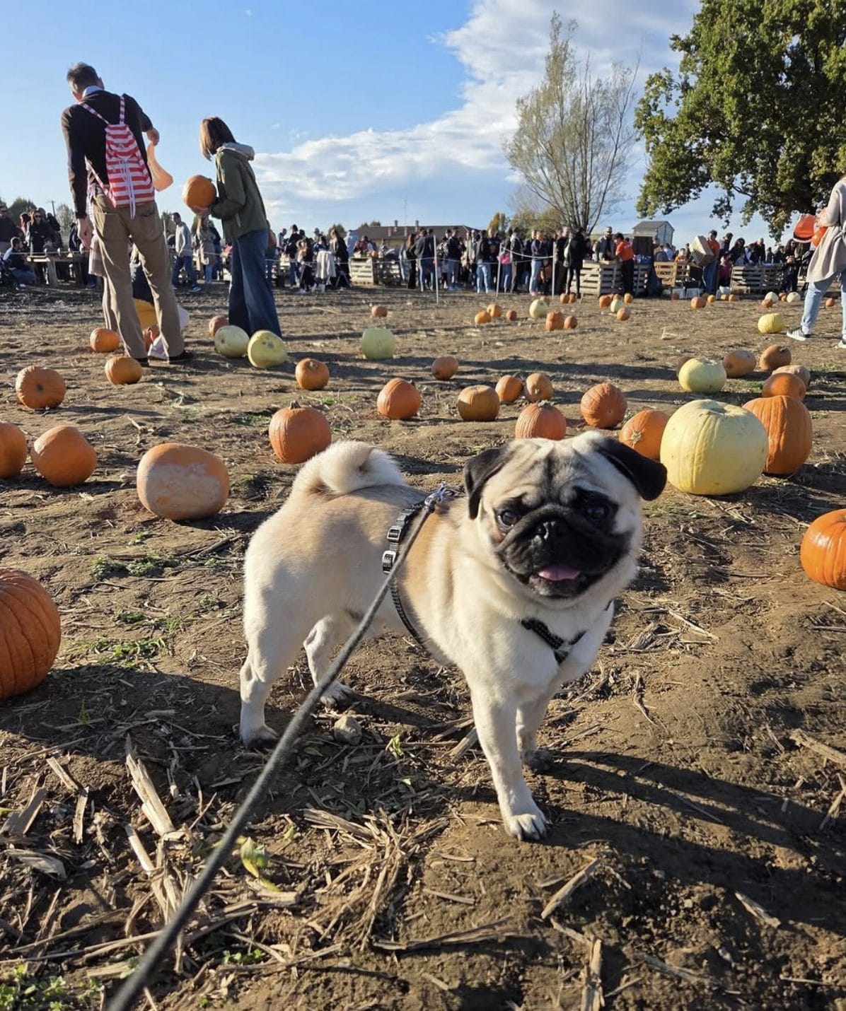 Immagine da Instagram (@_carloilcarlino e @mirtillidisanvito)