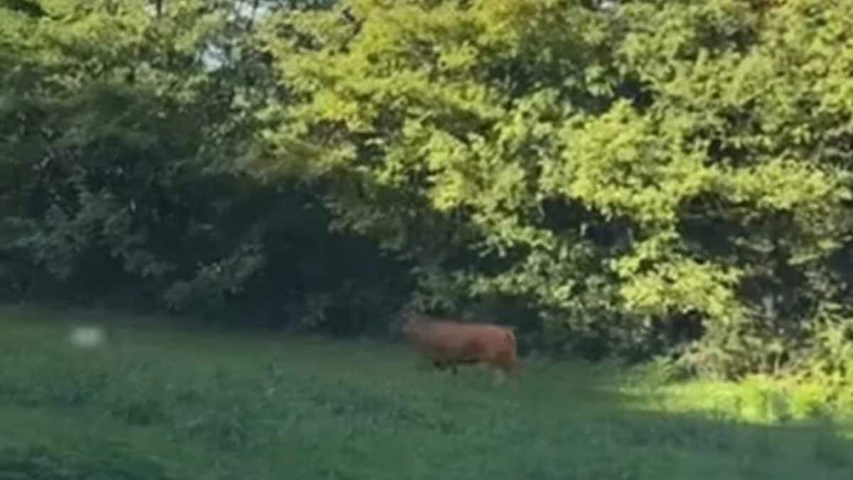 Il toro filmato da un automobilista (foto da Enpa)