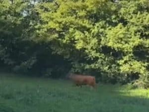 toro-macello-brianza-1-300x225.jpg