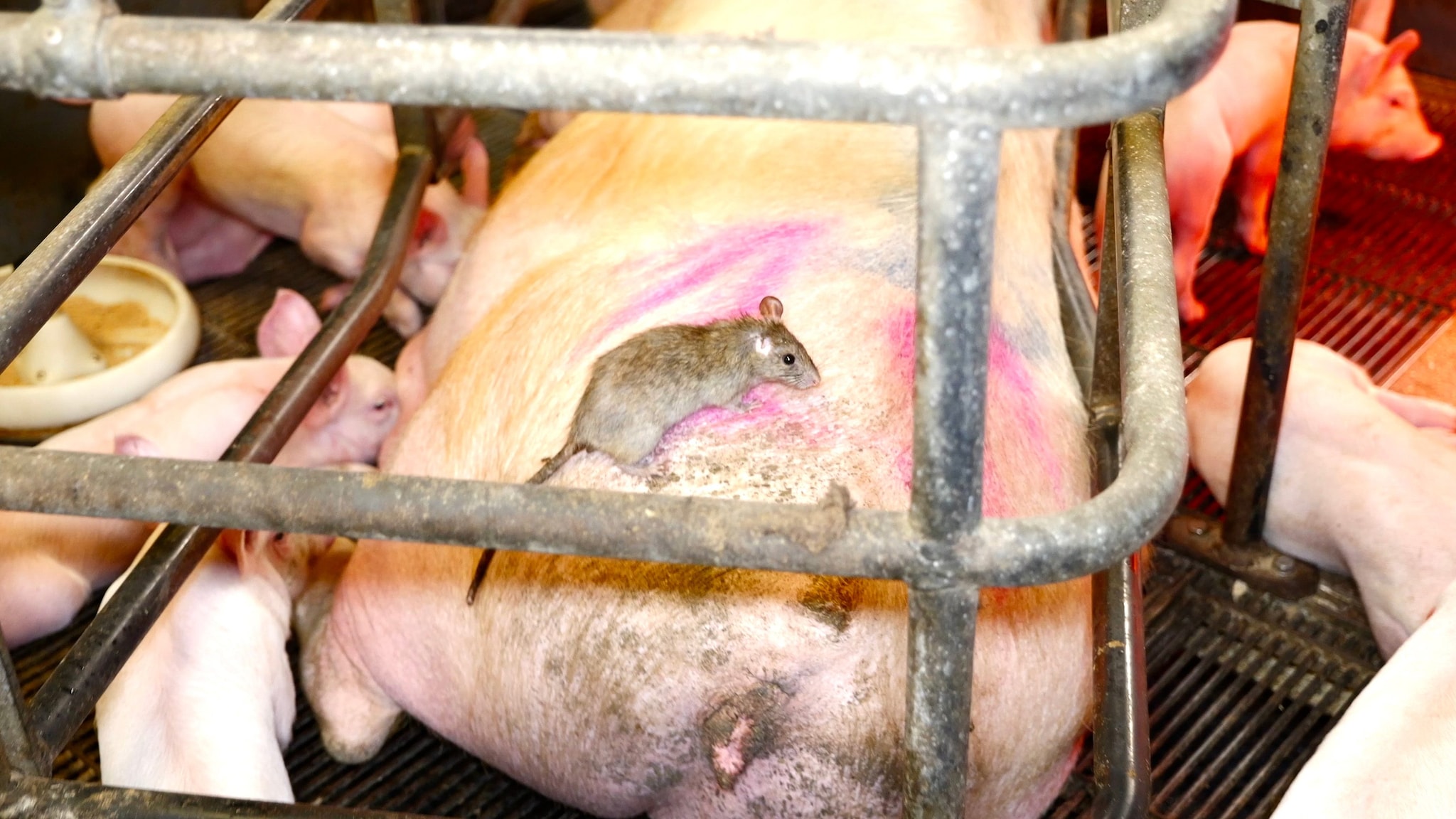 L’allevamento intensivo "La Pellegrina" (Greenpeace)