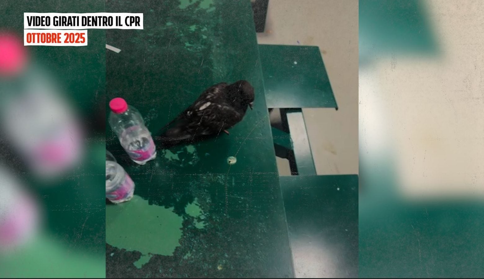 I piccioni nella mensa del Cpr di via Corelli a Milano