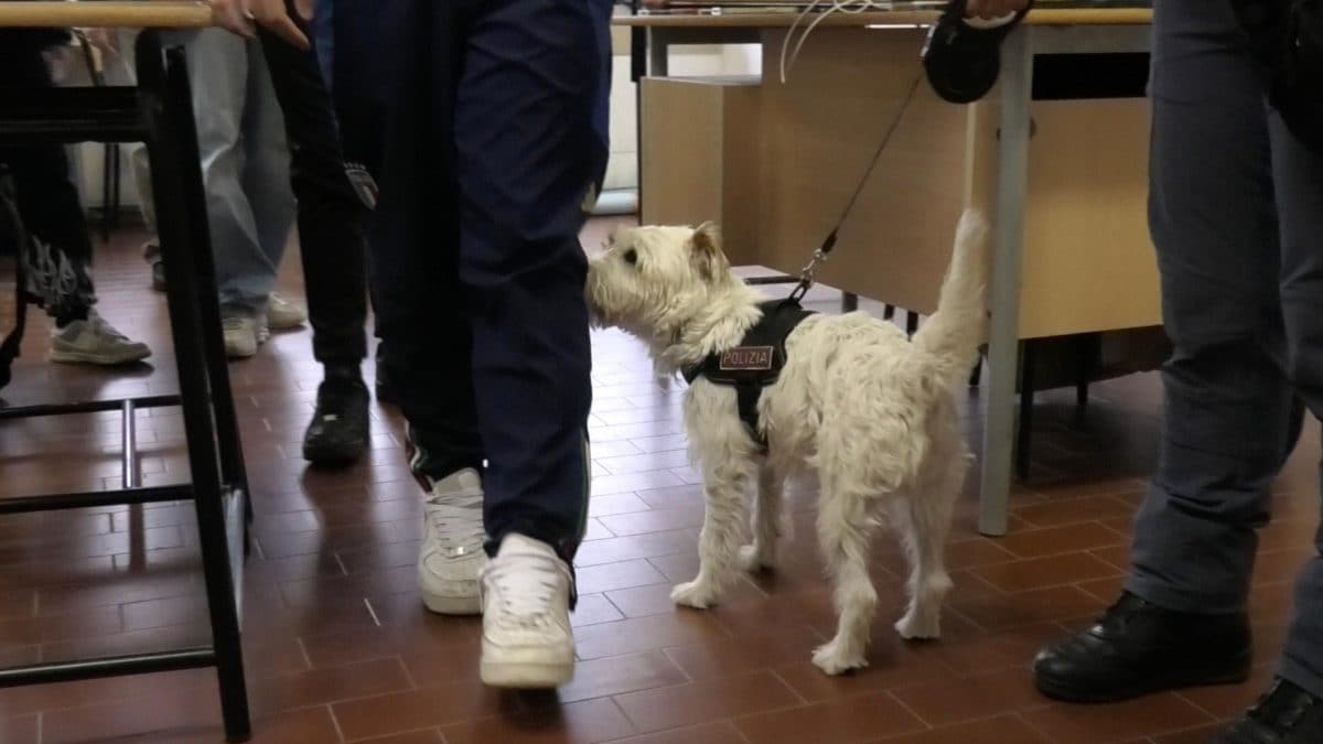 Operazione della Squadra mobile di Pavia in tre istituti superiori della città | Foto Questura di Pavia