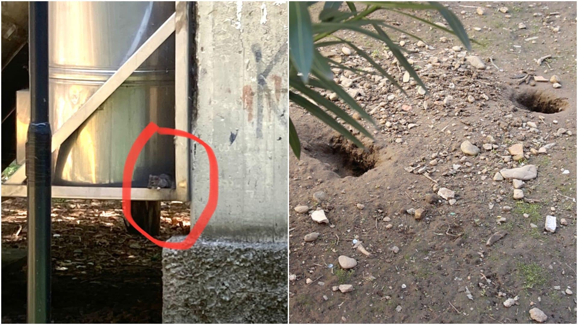 Topi scavano buche nei cortili delle case Aler nel quartiere Molise di Milano