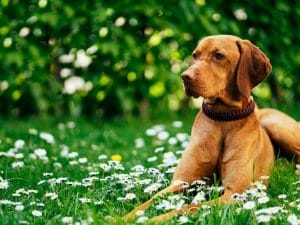 Investe e uccide un cane scappato alla padrona, poi fugge: automobilista ricercato per ‘omissione di soccorso’