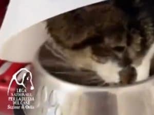 “La gattina Rosi violentata a Roma è fuori pericolo”, l’annuncio dell’Enpa: in un video mangia da sola
