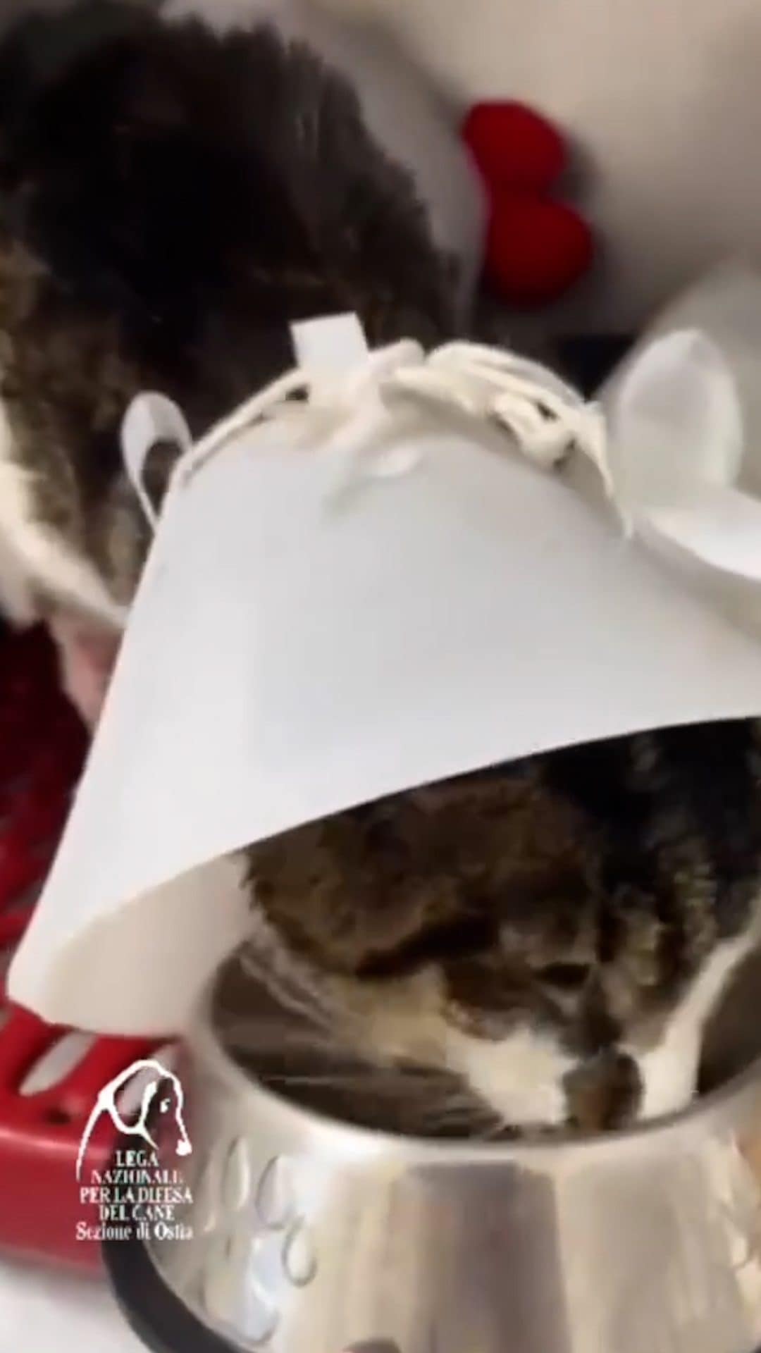 La gatta Rosi che mangia da sola (Enpa)