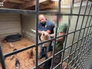 Allevamento abusivo di cani nel Varesotto, salvati 40 cuccioli: trovati denutriti tra feci e rifiuti
