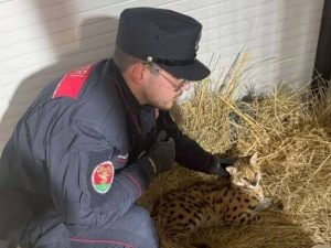 Catturato pericoloso gattopardo africano a Garbagnate Milanese: indagano i carabinieri
