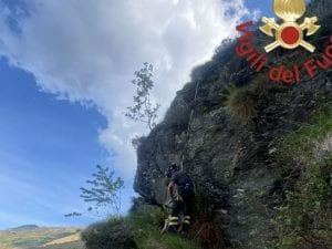 Gregge di capre sbranato da un branco di lupi sui monti del lago di Como: se ne salva solo una