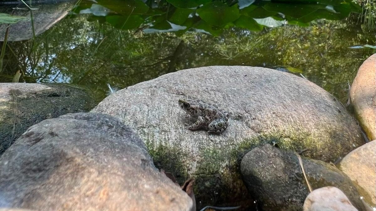 Il rospo trovato nell'insalata