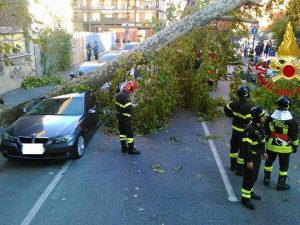 Albero caduto per il vento (Immagine di repertorio)