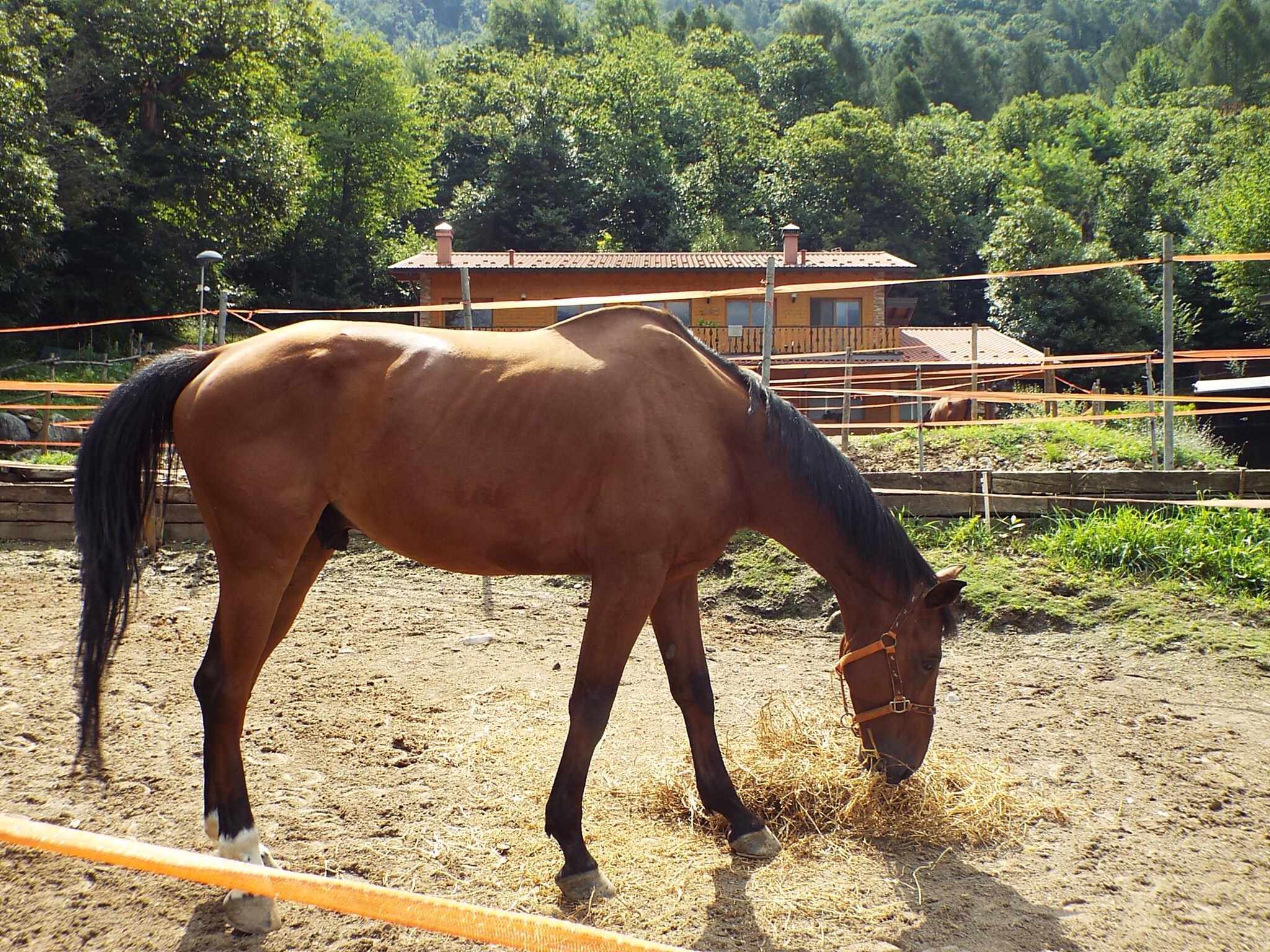 Il cavallo sequestrato ai due imprenditori