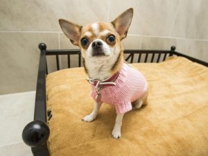 Un chihuahua (Immagine di repertorio)