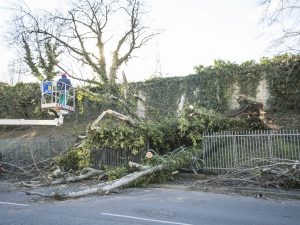 Alberi sradicati dal vento (Immagine di repertorio)