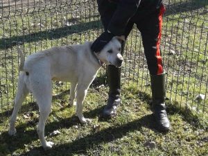 Il cane trascinato e preso a calci a Milano (Foto dei carabinieri di Milano)