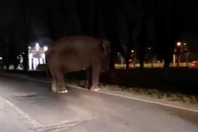 L’elefante in mezzo alla strada (Frame del video di Massimo Giunta)