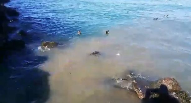Le acque del lago di Garda invase dai liquami