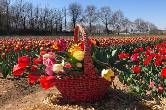 I tulipani del campo di Arese (Foto: Tulipani–italiani via Facebook)