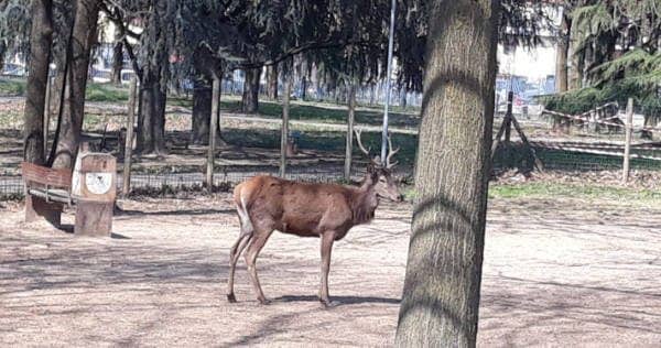 Il cervo trovato in un parco a Cavenago Brianza (foto Facebook)