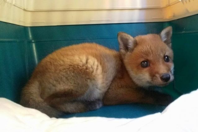 Il cucciolo di volpe ritrovato nelle campagna milanesi