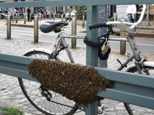 Uno sciame di api comparso in via Venini a Milano