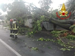L’albero caduto a Gessate (Milano). Foto dei vigili del fuoco.