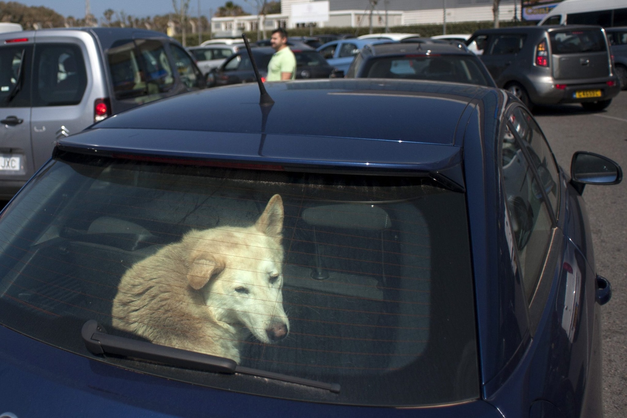 Nerviano, lascia il cane chiuso in auto sotto il sole cocente ...