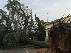 Albero caduto nel cimitero di Turago, Pavia