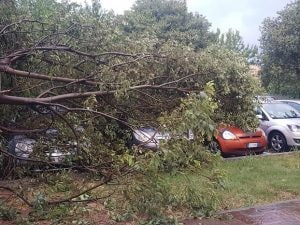 Un albero caduto per il maltempo a Bergamo (Foto dal gruppo Facebook "Sei di Bergamo se…")
