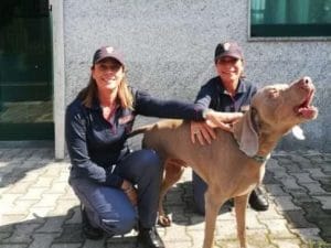 Wisi, il cane ritrovato a Milano