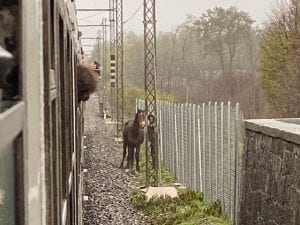 Il cavallo sui binari (Foto di Jacopo P. dalla pagina Fb Amici pendolari tratta Domodossola–Arona–Milano)