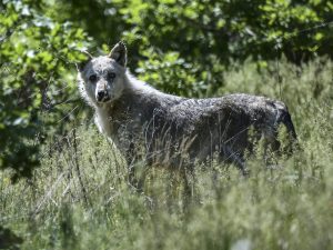 Un lupo (Archivio Getty images)