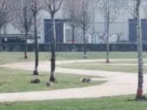 I leprotti in un parco di Milano (dal video di Sabrina Baronio)