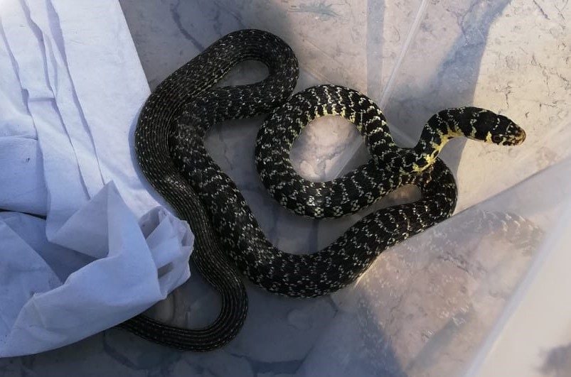 Locate Triulzi signora trova un serpente in casa, lo cattura e lo porta ai veterinari dell'Enpa Locate Triulzi signora trova un serpente in casa, lo cattura e lo porta ai veterinari dell'Enpa