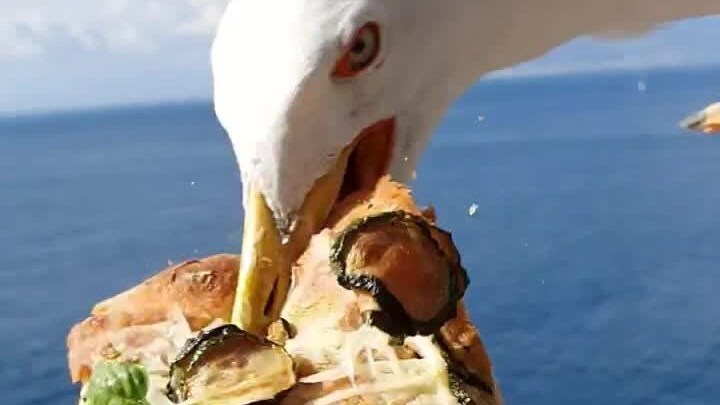 Il momento in cui il gabbiano ha afferrato il pezzo pizza. [Fotogramma dal video di Gian Andrea Squadrilli]